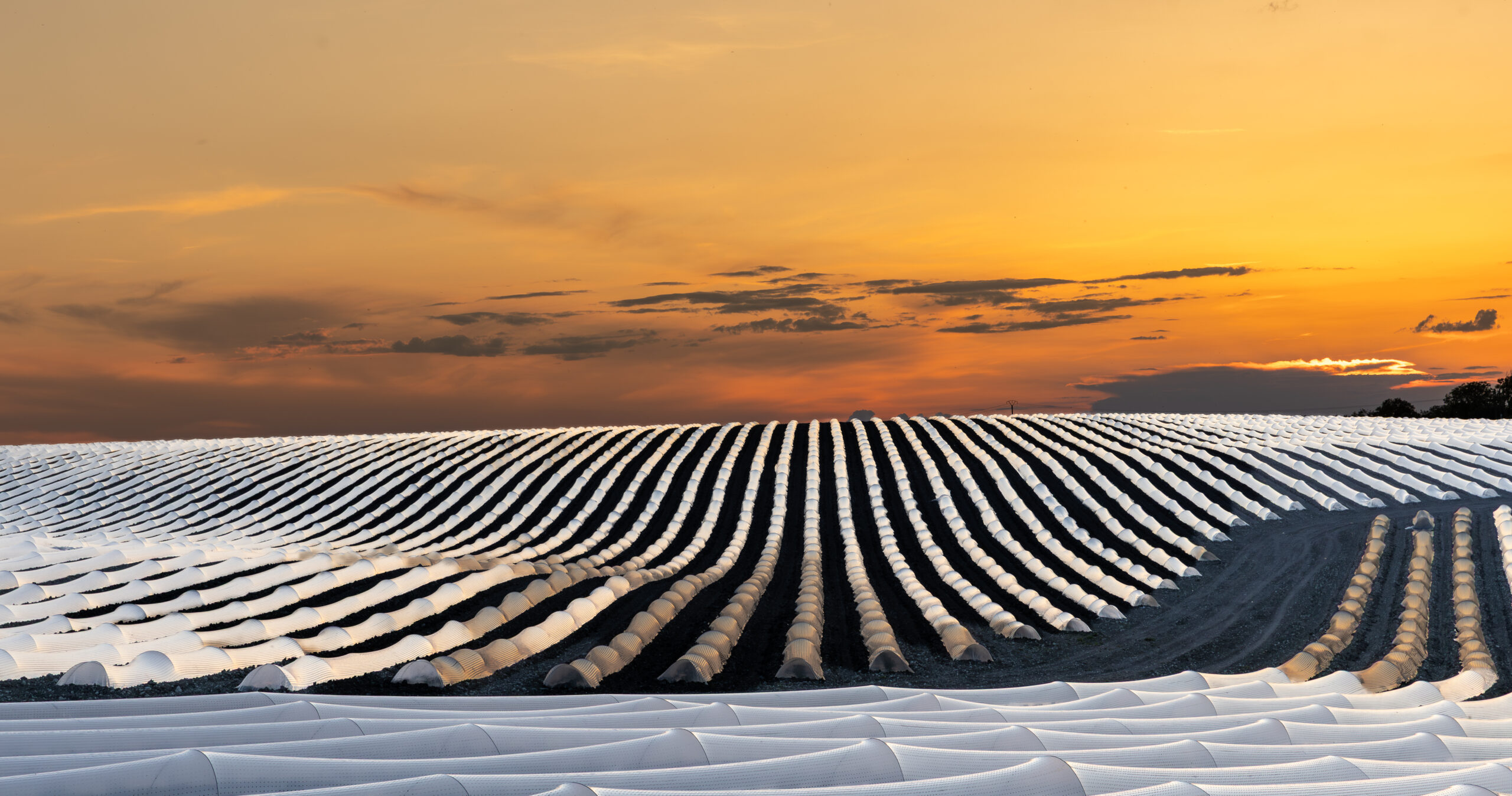 2025-05-14-Champ de Melons